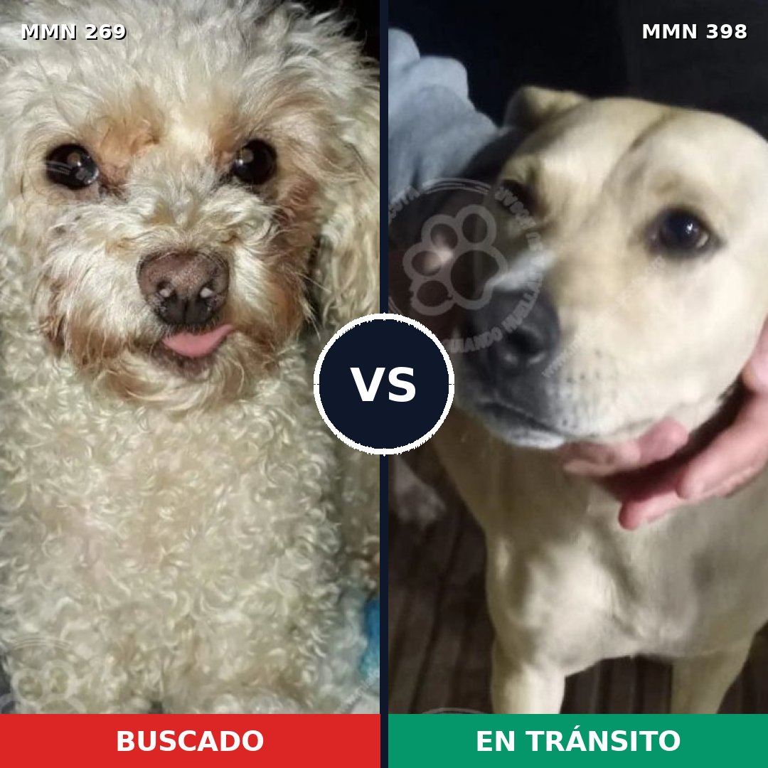 Comparativa MMS 5656: mascota perdida y mascota encontrada, 23% de similitud