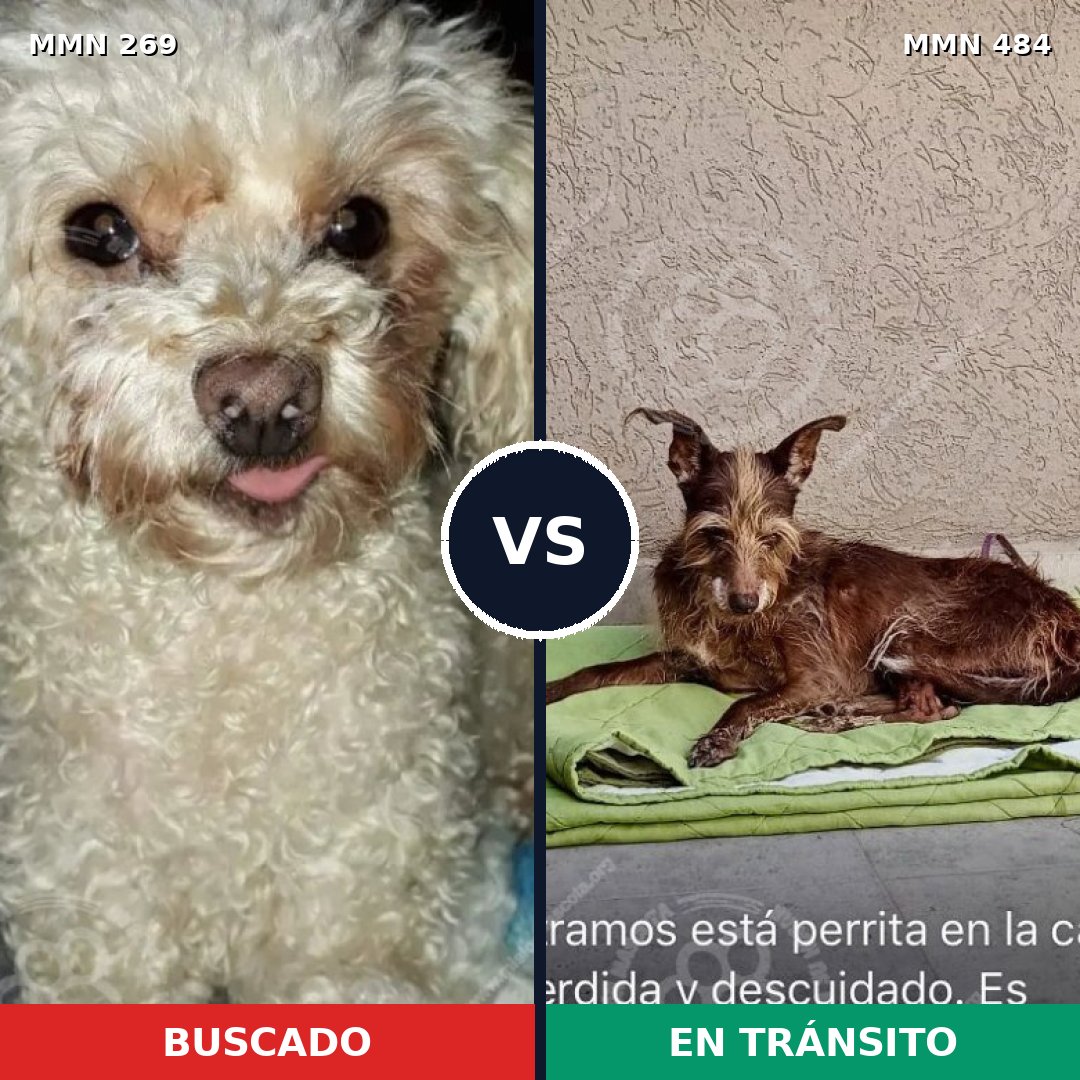 Comparativa MMS 5658: mascota perdida y mascota encontrada, 23% de similitud
