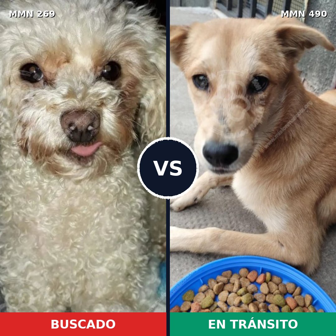 Comparativa MMS 5660: mascota perdida y mascota encontrada, 37% de similitud