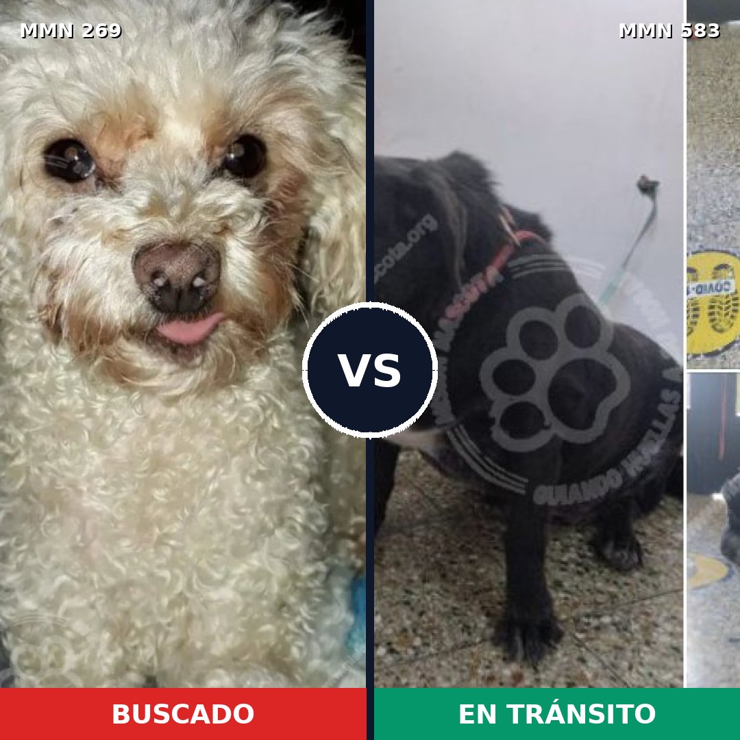 Comparativa MMS 5662: mascota perdida y mascota encontrada, 23% de similitud