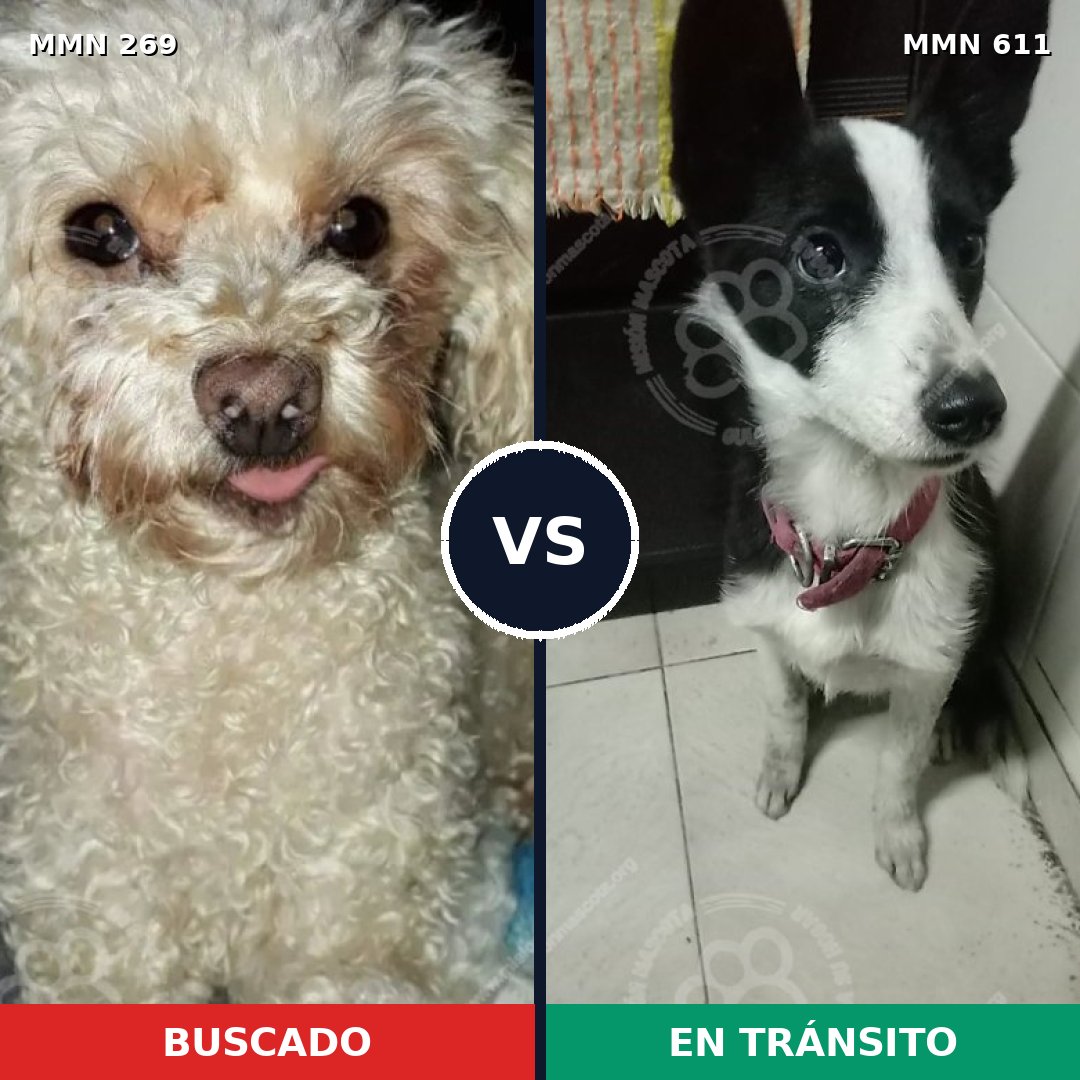 Comparativa MMS 5664: mascota perdida y mascota encontrada, 23% de similitud