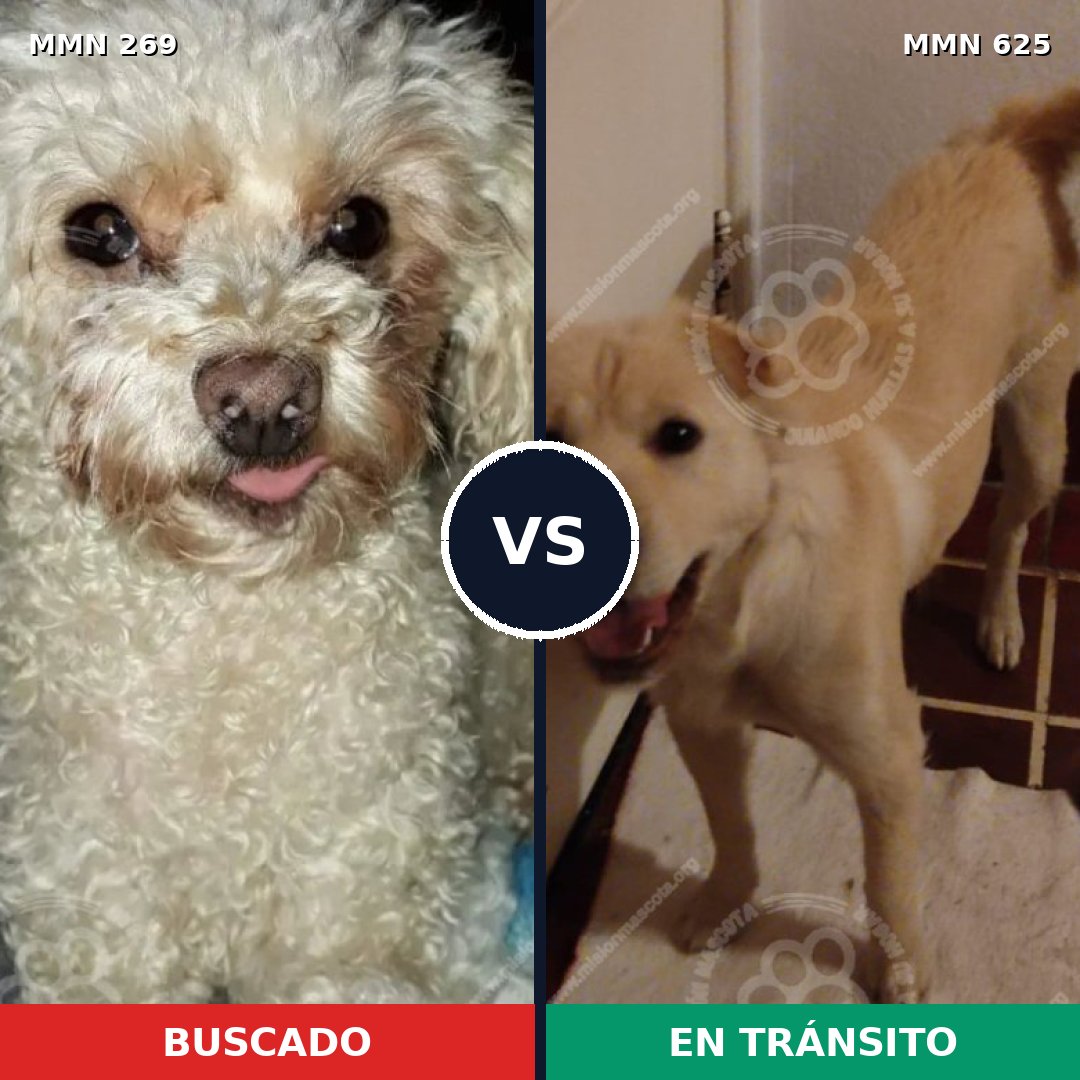 Comparativa MMS 5665: mascota perdida y mascota encontrada, 30% de similitud