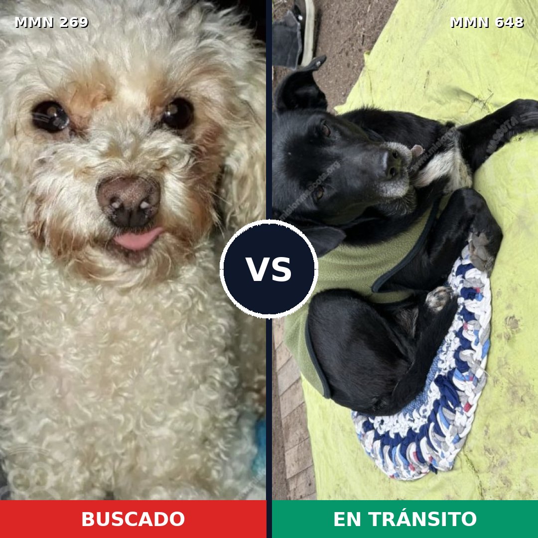 Comparativa MMS 5666: mascota perdida y mascota encontrada, 24% de similitud