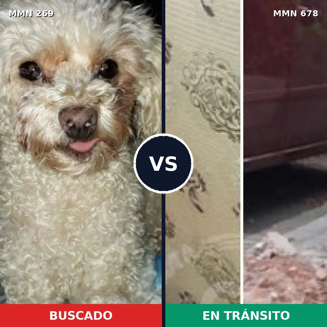 Comparativa MMS 5667: mascota perdida y mascota encontrada, 25% de similitud