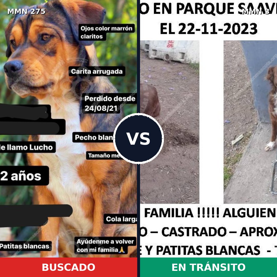 Comparativa MMS 5668: mascota perdida y mascota encontrada, 60% de similitud