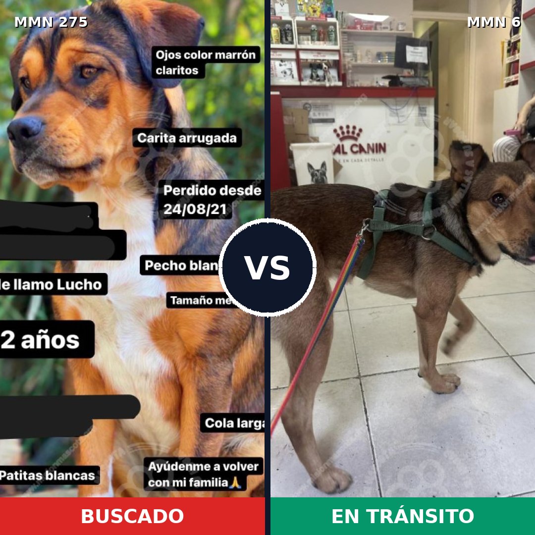 Comparativa MMS 5669: mascota perdida y mascota encontrada, 54% de similitud