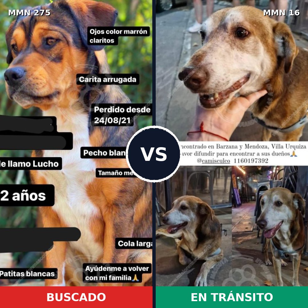 Comparativa MMS 5671: mascota perdida y mascota encontrada, 69% de similitud
