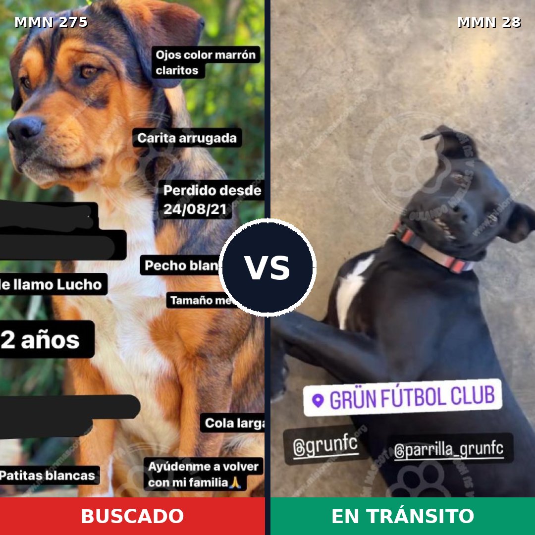 Comparativa MMS 5672: mascota perdida y mascota encontrada, 61% de similitud