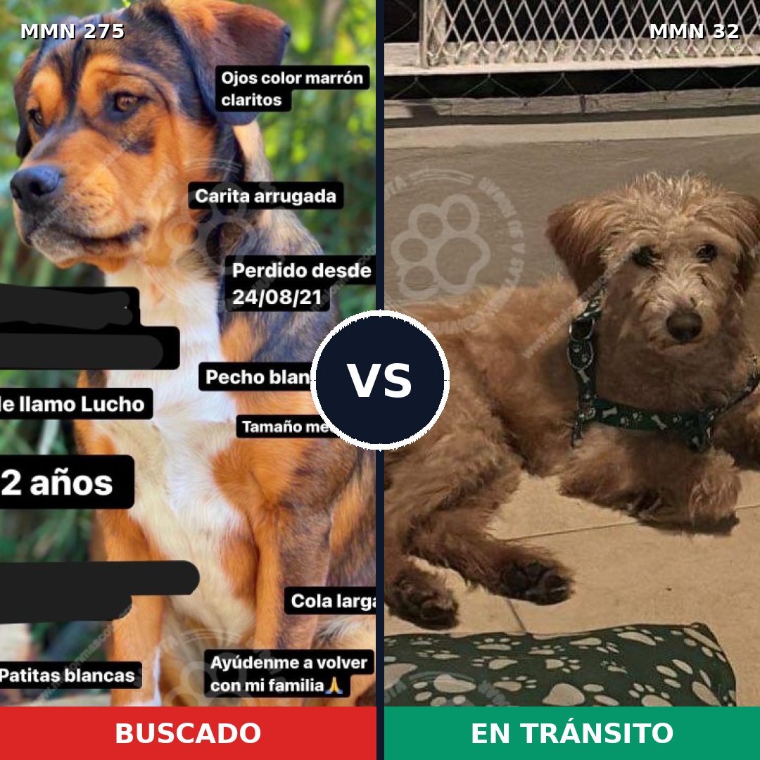 Comparativa MMS 5674: mascota perdida y mascota encontrada, 52% de similitud