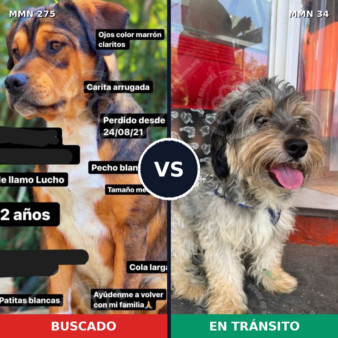 Comparativa MMS 5675: mascota perdida y mascota encontrada, 9% de similitud