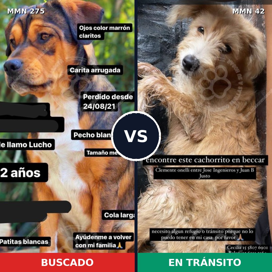 Comparativa MMS 5676: mascota perdida y mascota encontrada, 11% de similitud