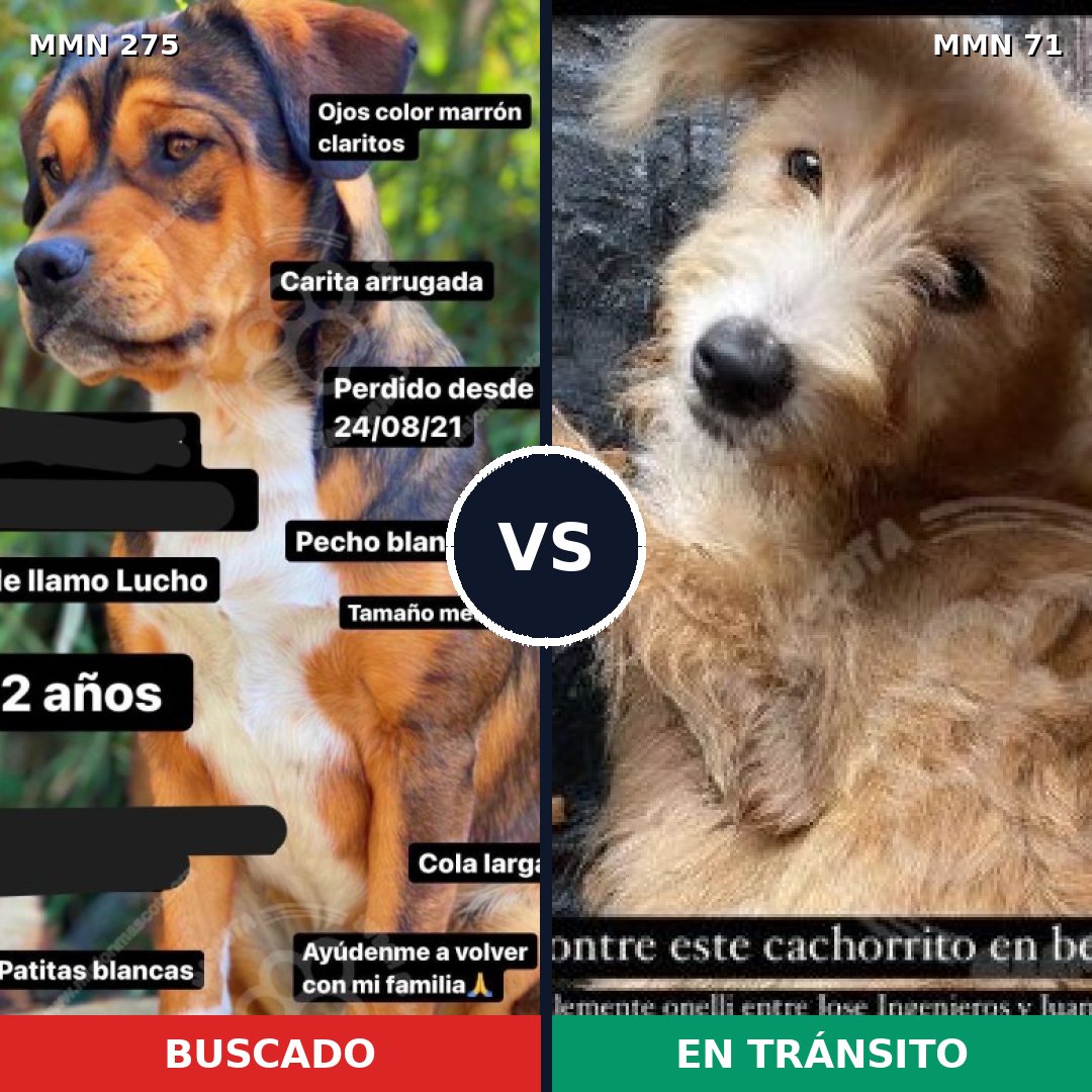 Comparativa MMS 5677: mascota perdida y mascota encontrada, 51% de similitud