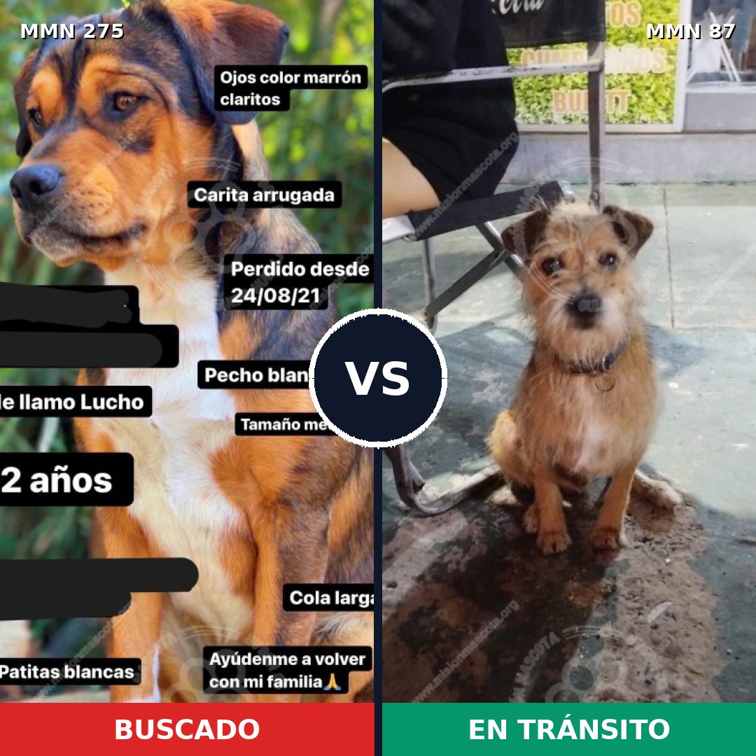 Comparativa MMS 5678: mascota perdida y mascota encontrada, 63% de similitud