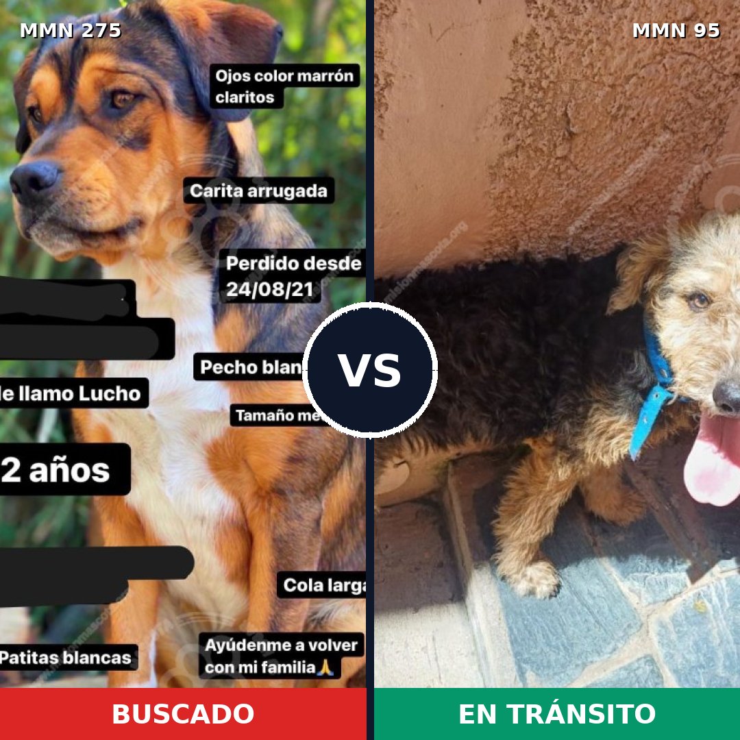 Comparativa MMS 5679: mascota perdida y mascota encontrada, 64% de similitud