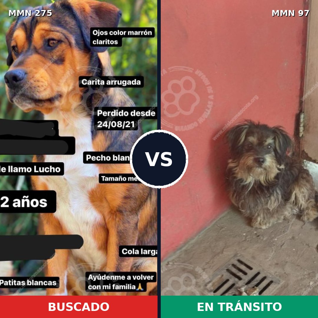 Comparativa MMS 5680: mascota perdida y mascota encontrada, 22% de similitud