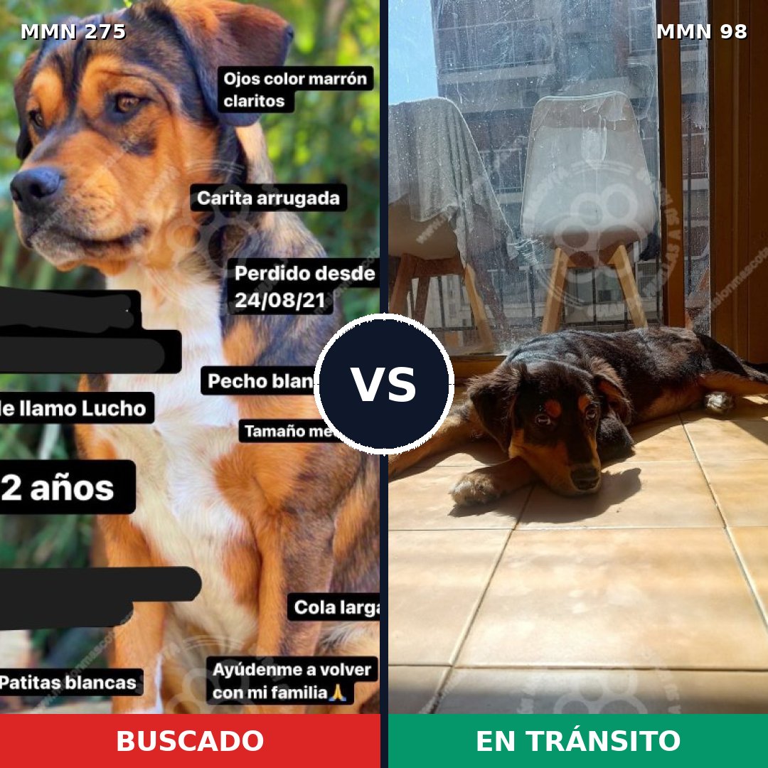 Comparativa MMS 5681: mascota perdida y mascota encontrada, 70% de similitud