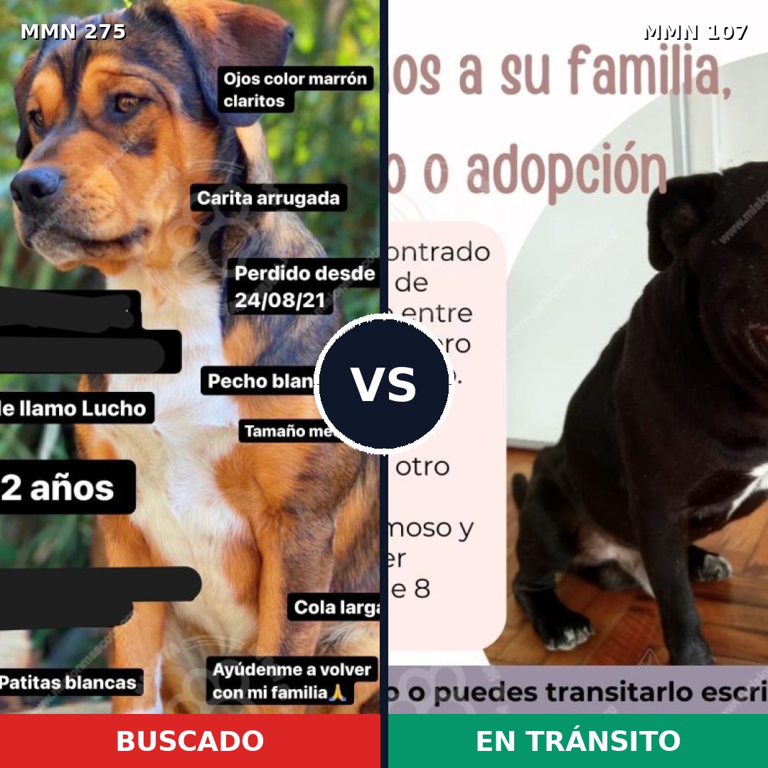 Comparativa MMS 5682: mascota perdida y mascota encontrada, 56% de similitud