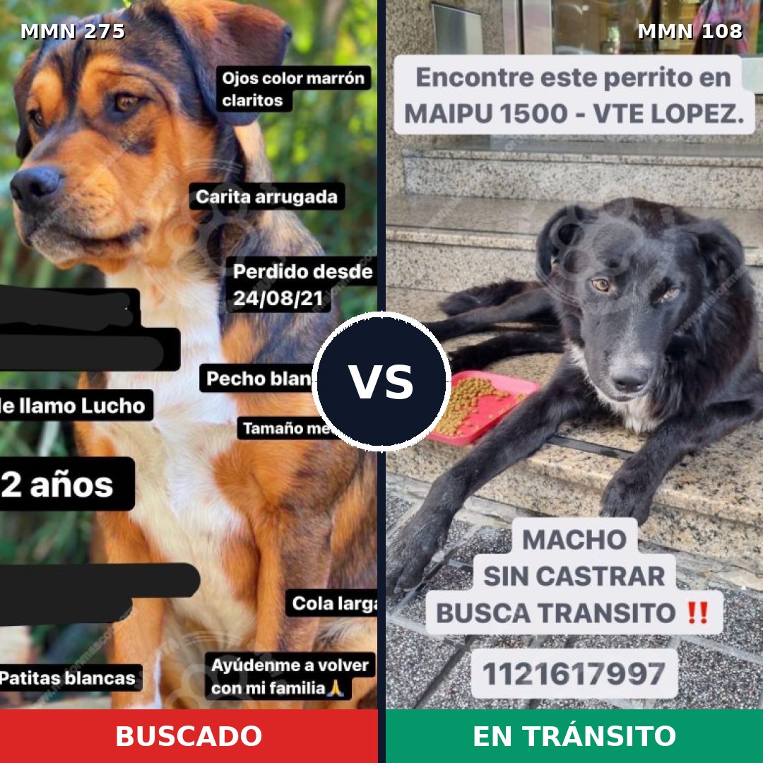 Comparativa MMS 5683: mascota perdida y mascota encontrada, 59% de similitud