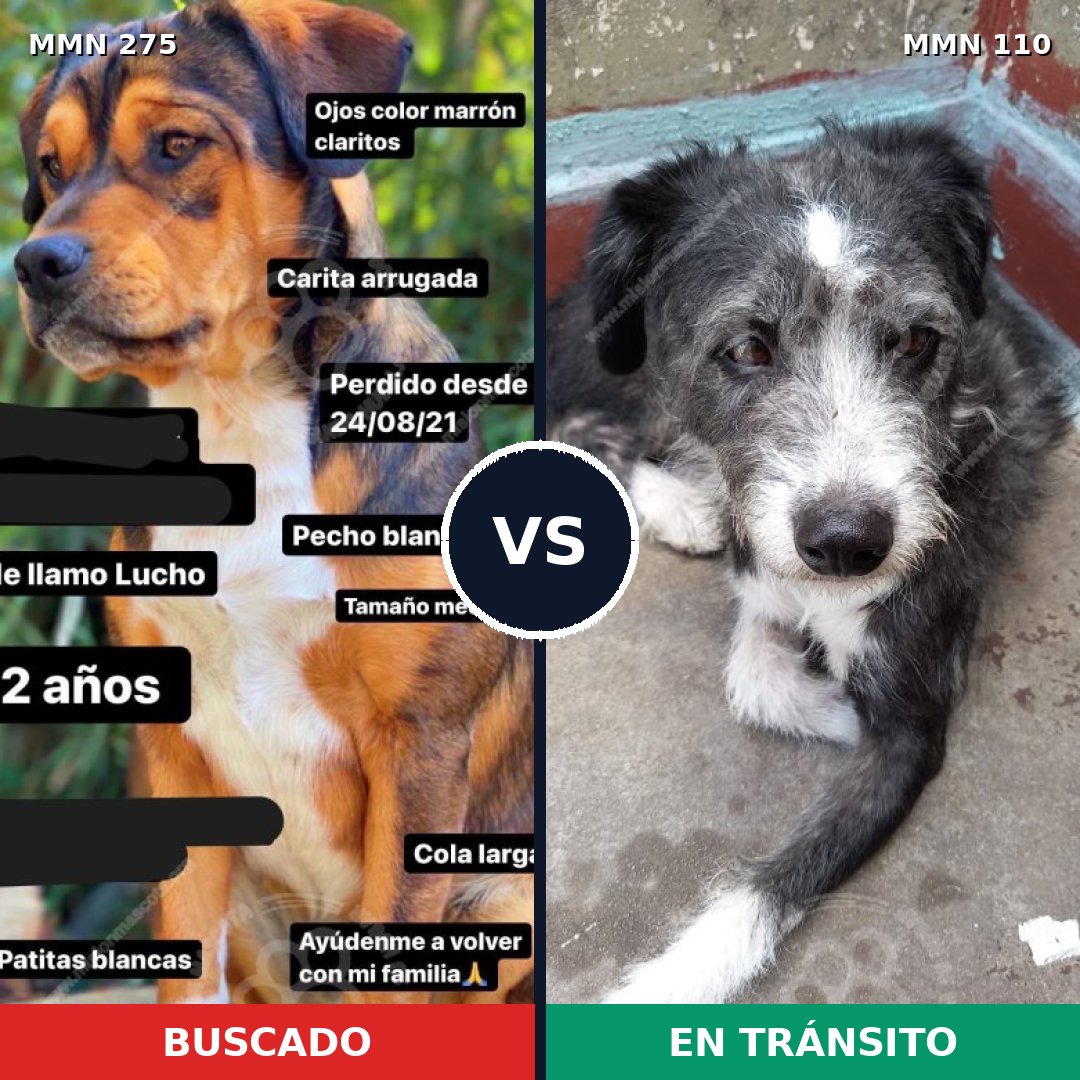 Comparativa MMS 5684: mascota perdida y mascota encontrada, 62% de similitud