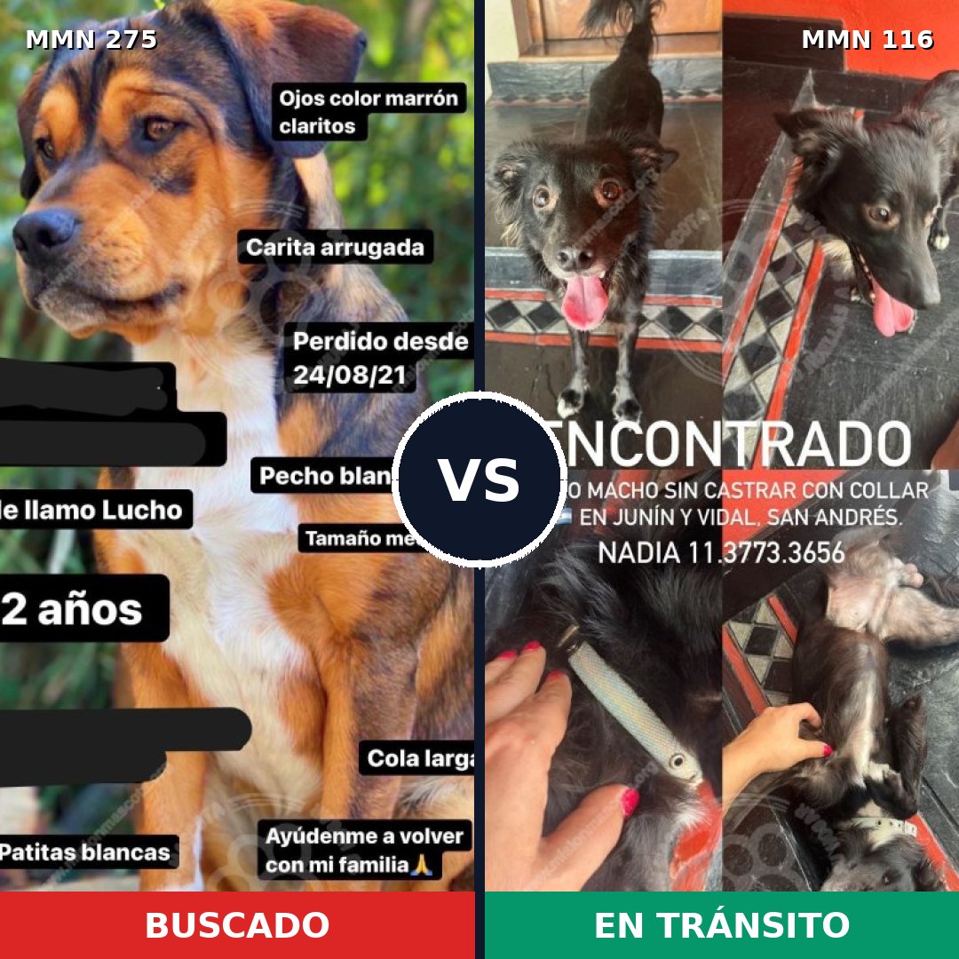 Comparativa MMS 5685: mascota perdida y mascota encontrada, 64% de similitud