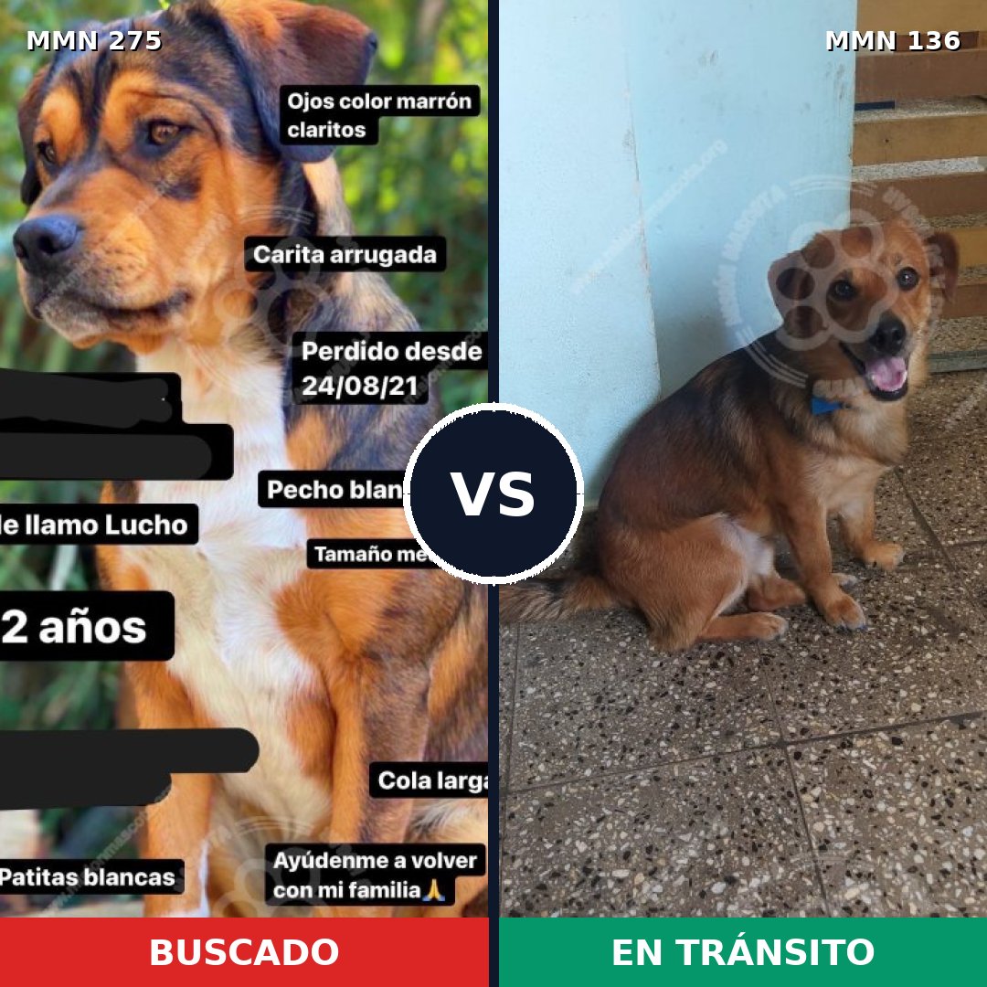 Comparativa MMS 5686: mascota perdida y mascota encontrada, 64% de similitud