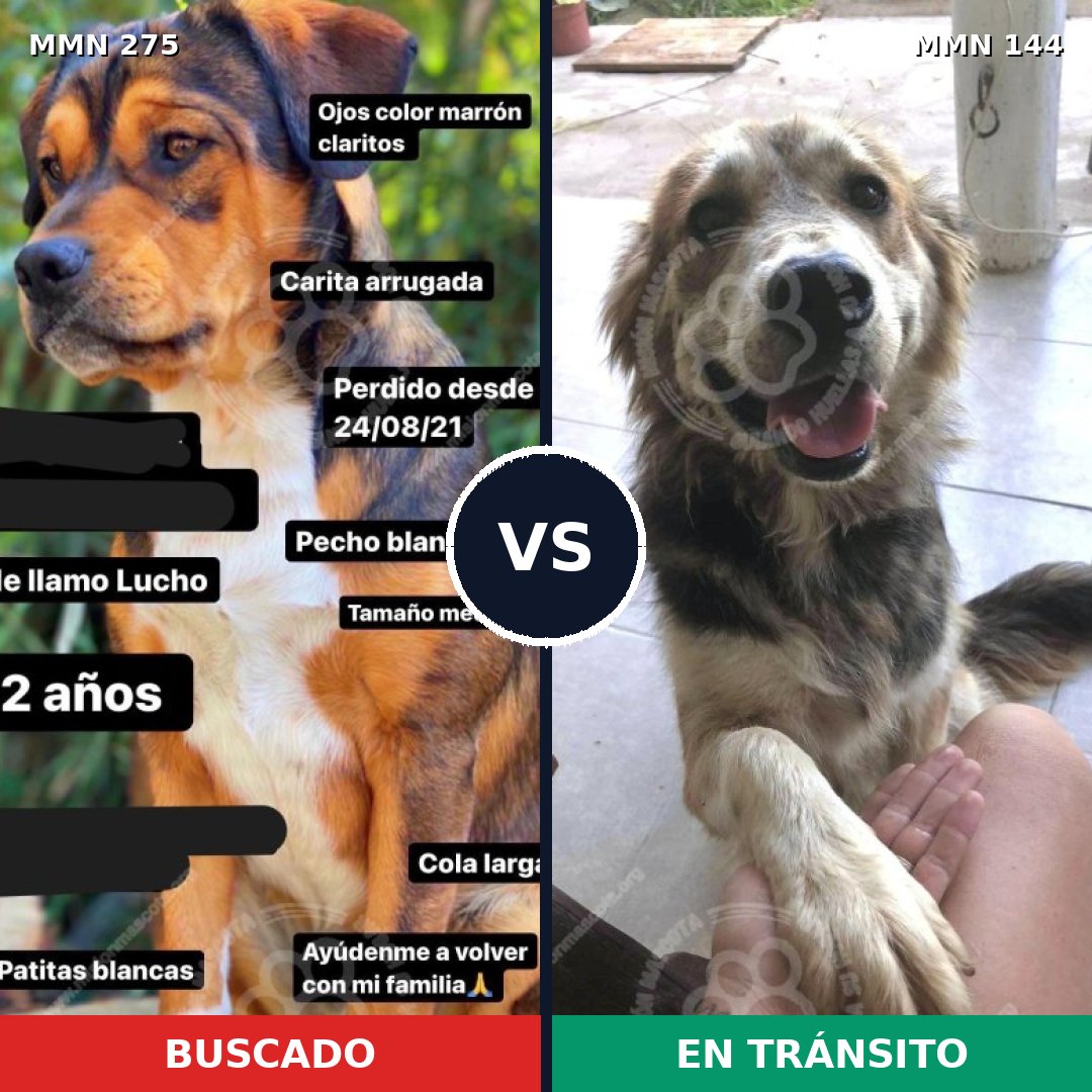 Comparativa MMS 5687: mascota perdida y mascota encontrada, 52% de similitud