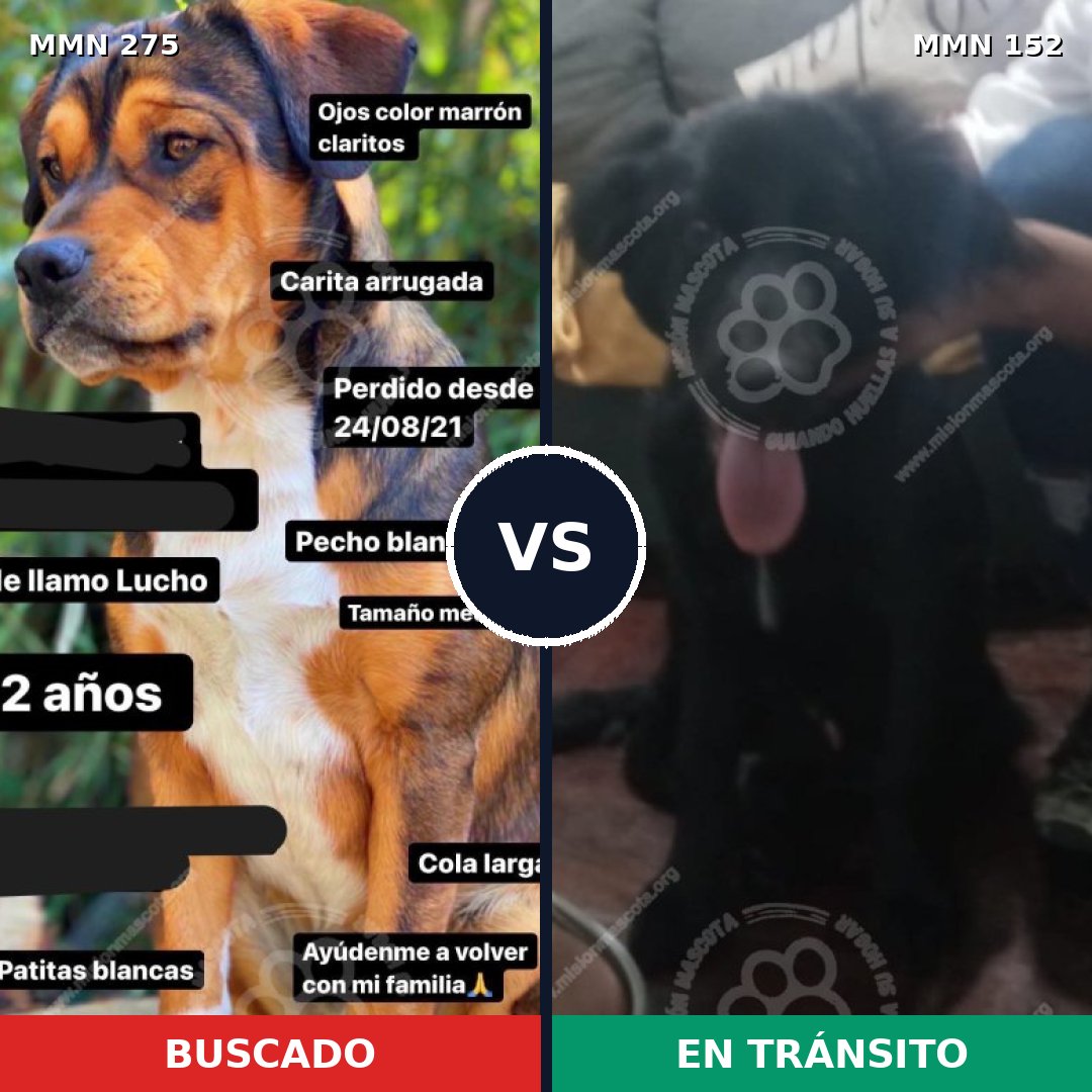 Comparativa MMS 5688: mascota perdida y mascota encontrada, 64% de similitud