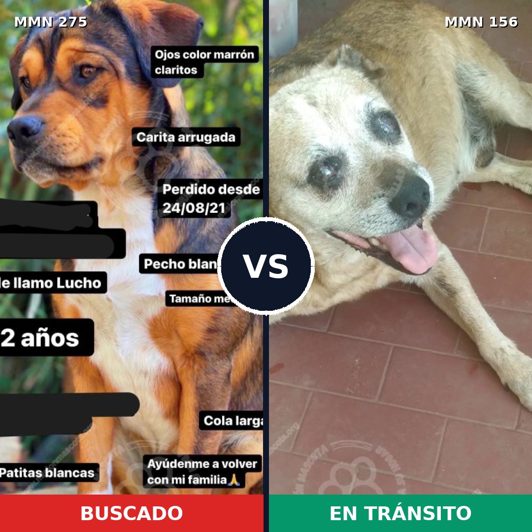 Comparativa MMS 5689: mascota perdida y mascota encontrada, 47% de similitud