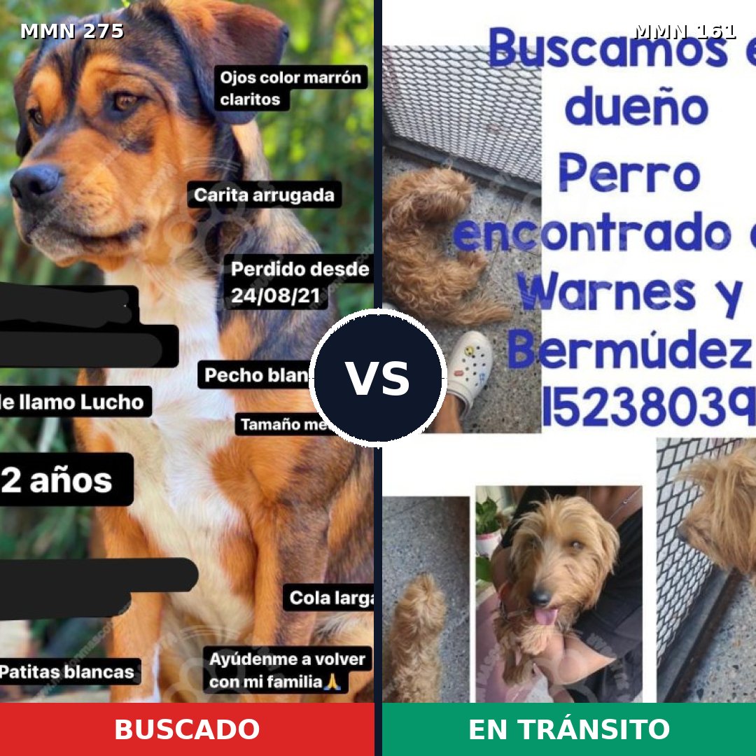 Comparativa MMS 5690: mascota perdida y mascota encontrada, 64% de similitud