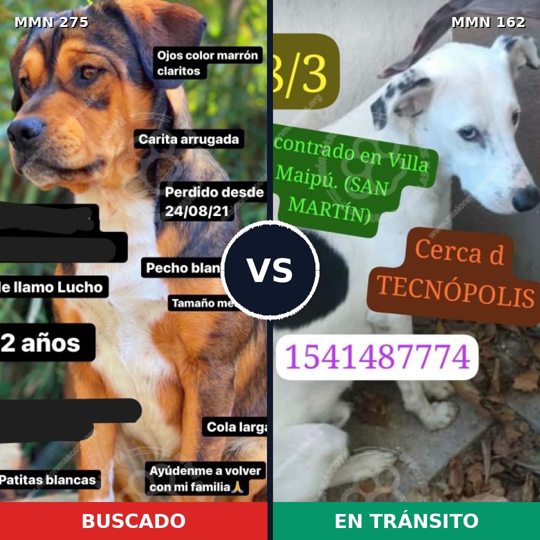 Comparativa MMS 5691: mascota perdida y mascota encontrada, 61% de similitud