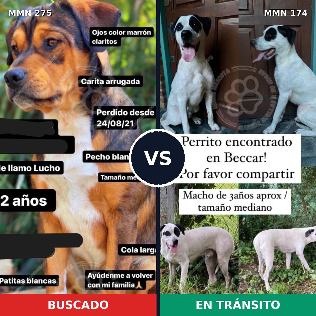 Comparativa MMS 5692: mascota perdida y mascota encontrada, 61% de similitud