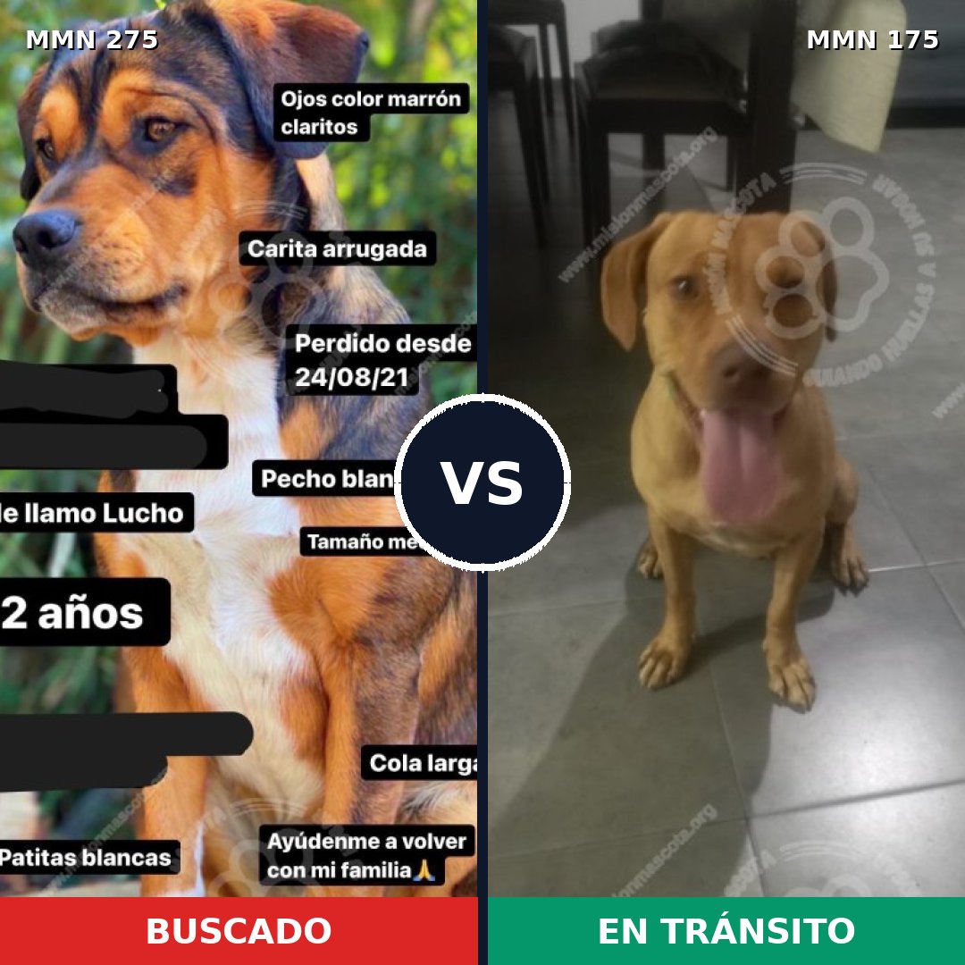 Comparativa MMS 5693: mascota perdida y mascota encontrada, 61% de similitud