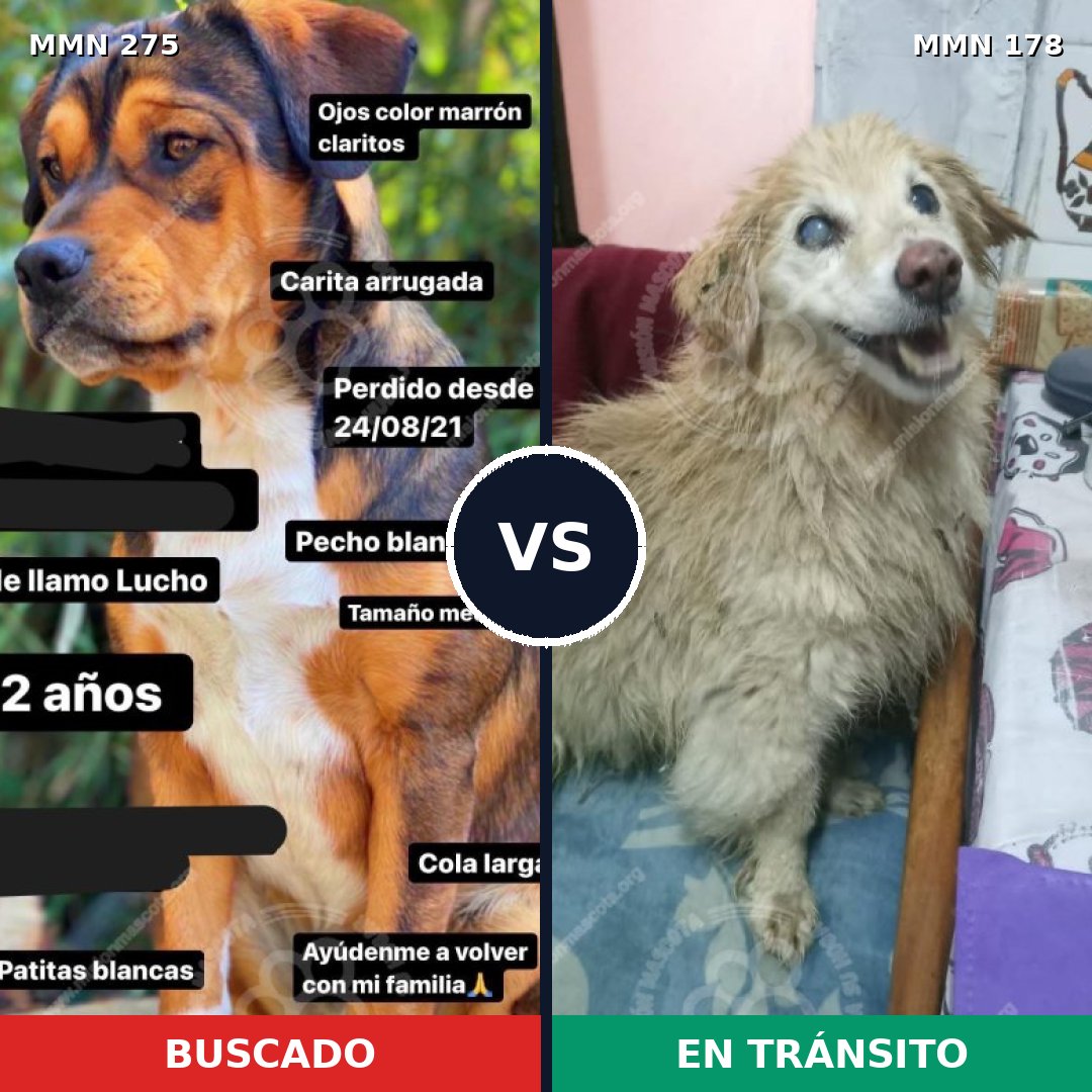 Comparativa MMS 5694: mascota perdida y mascota encontrada, 48% de similitud