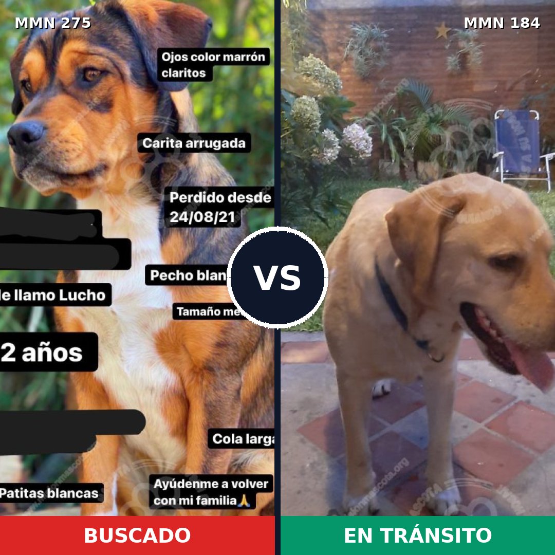 Comparativa MMS 5695: mascota perdida y mascota encontrada, 8% de similitud