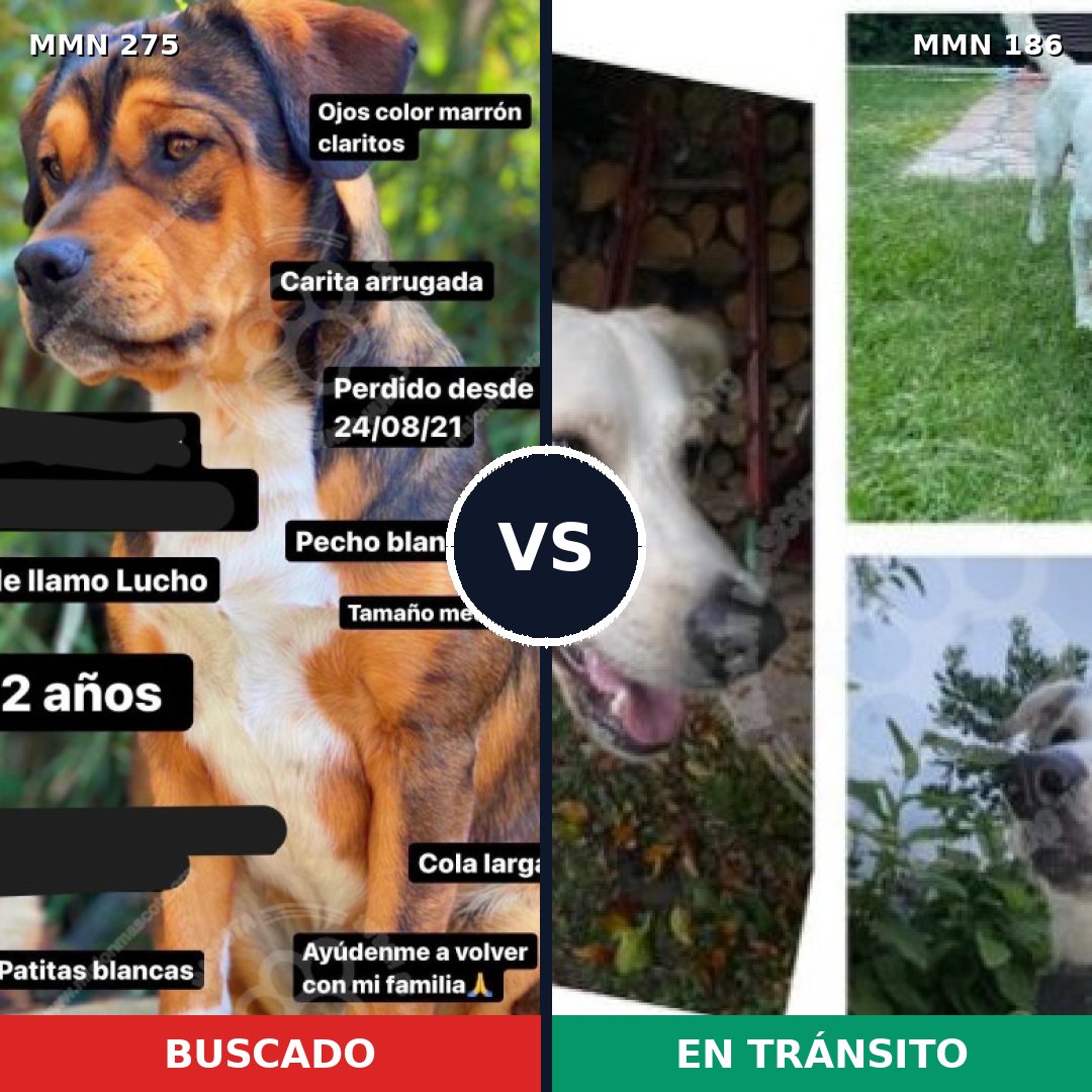 Comparativa MMS 5696: mascota perdida y mascota encontrada, 11% de similitud