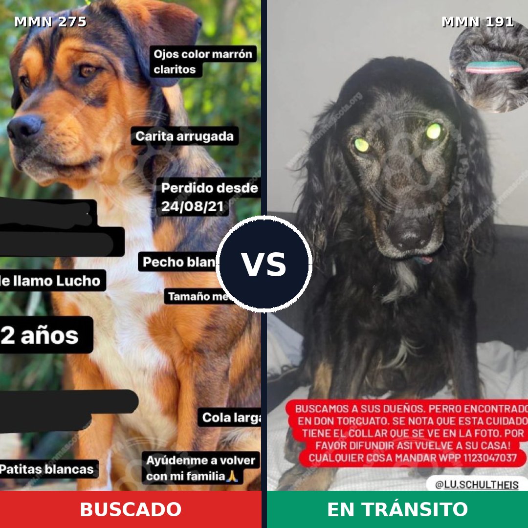 Comparativa MMS 5697: mascota perdida y mascota encontrada, 62% de similitud
