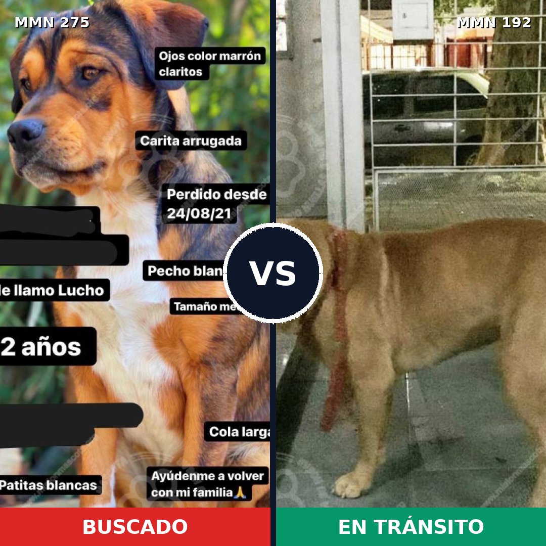 Comparativa MMS 5698: mascota perdida y mascota encontrada, 16% de similitud