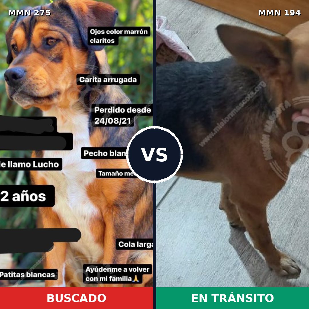 Comparativa MMS 5699: mascota perdida y mascota encontrada, 82% de similitud