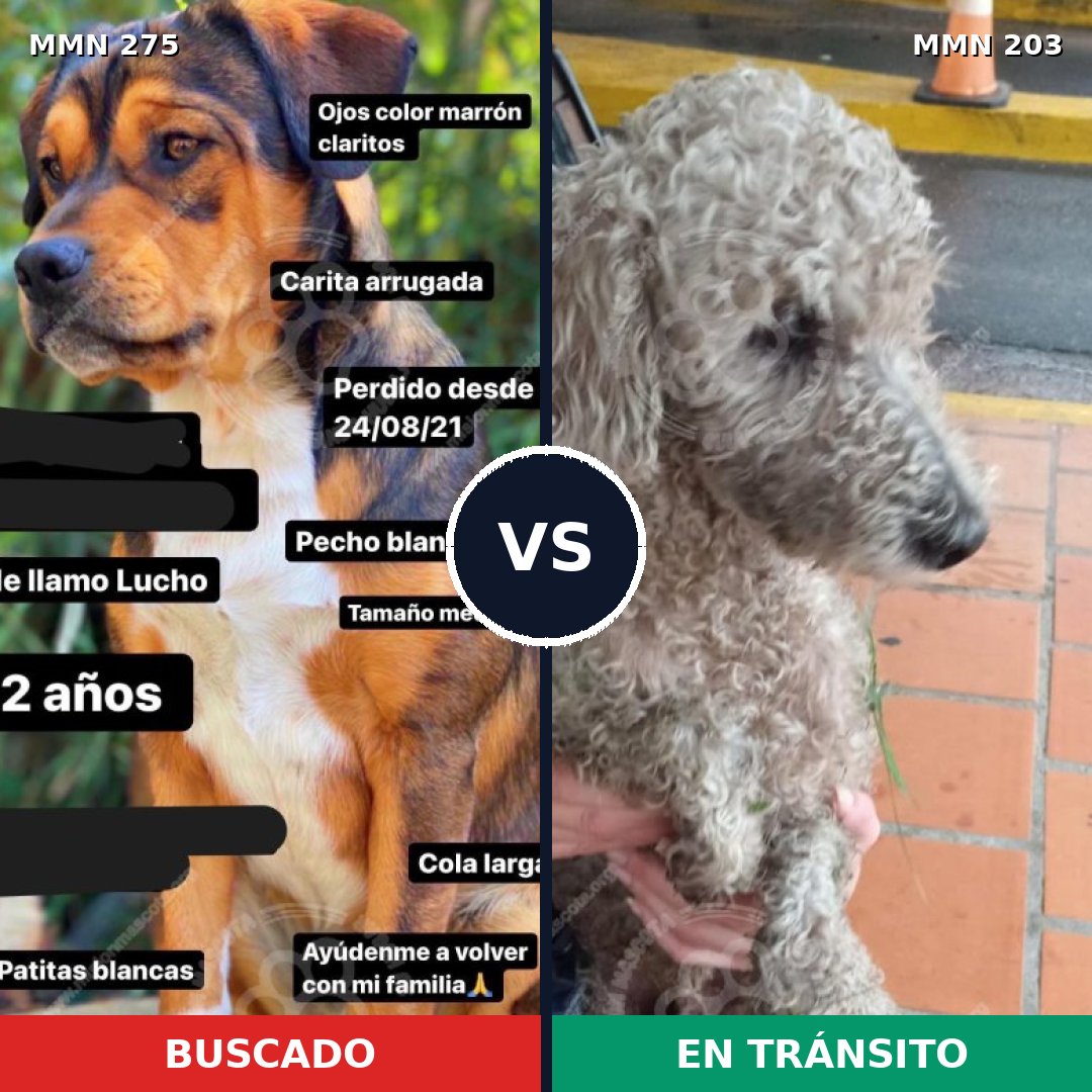 Comparativa MMS 5700: mascota perdida y mascota encontrada, 11% de similitud