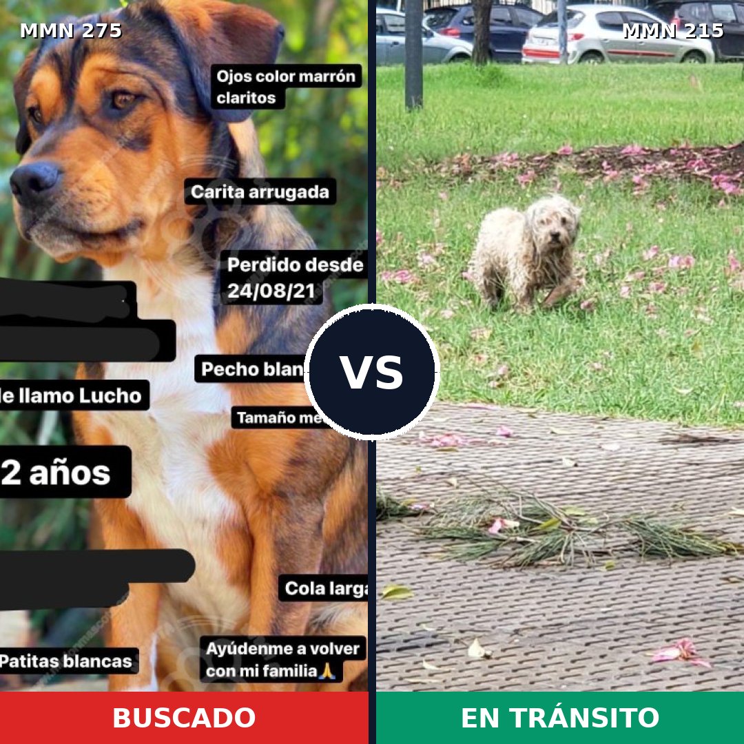 Comparativa MMS 5701: mascota perdida y mascota encontrada, 9% de similitud