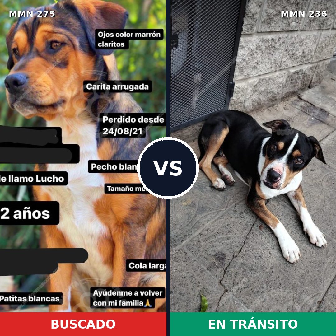 Comparativa MMS 5702: mascota perdida y mascota encontrada, 62% de similitud