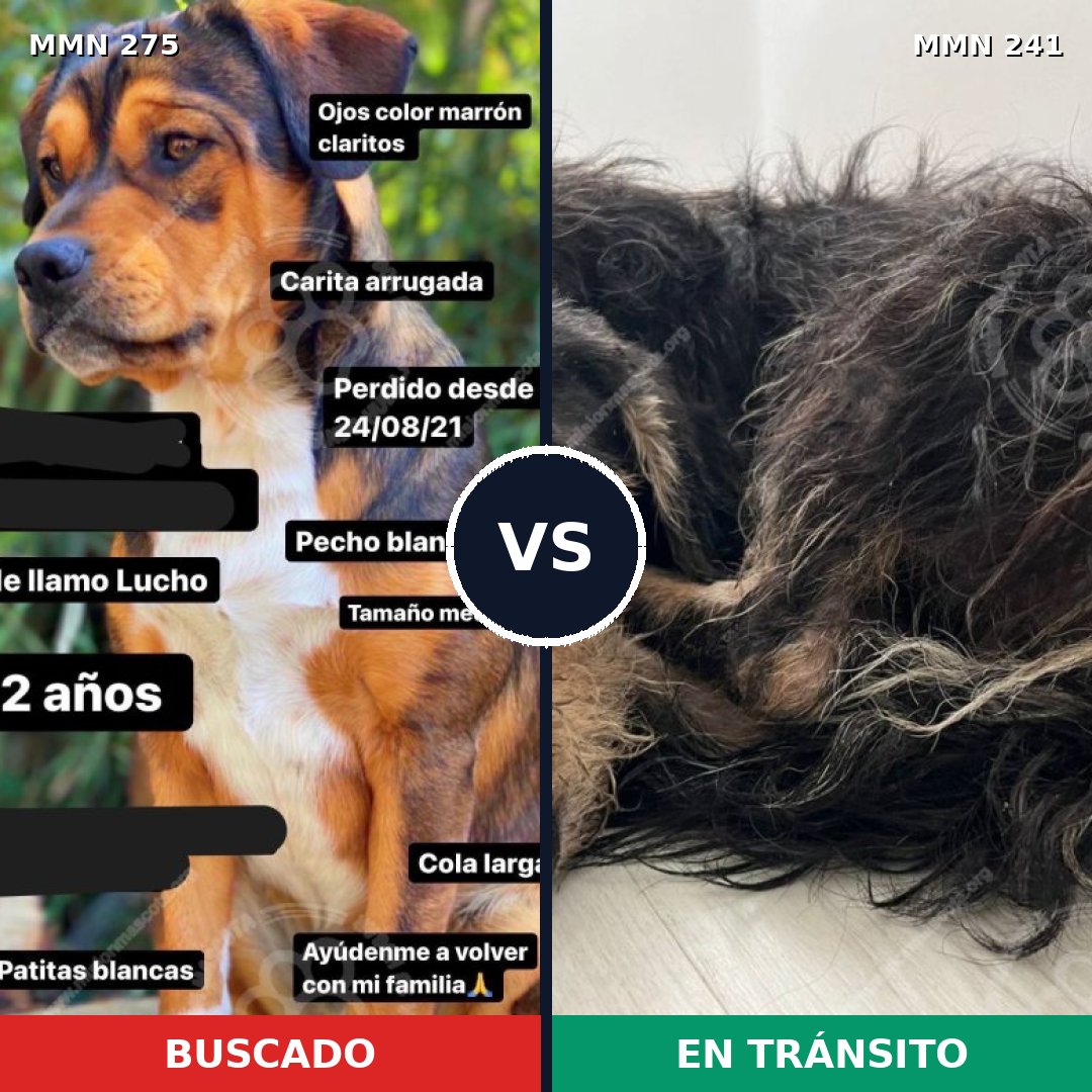 Comparativa MMS 5703: mascota perdida y mascota encontrada, 20% de similitud