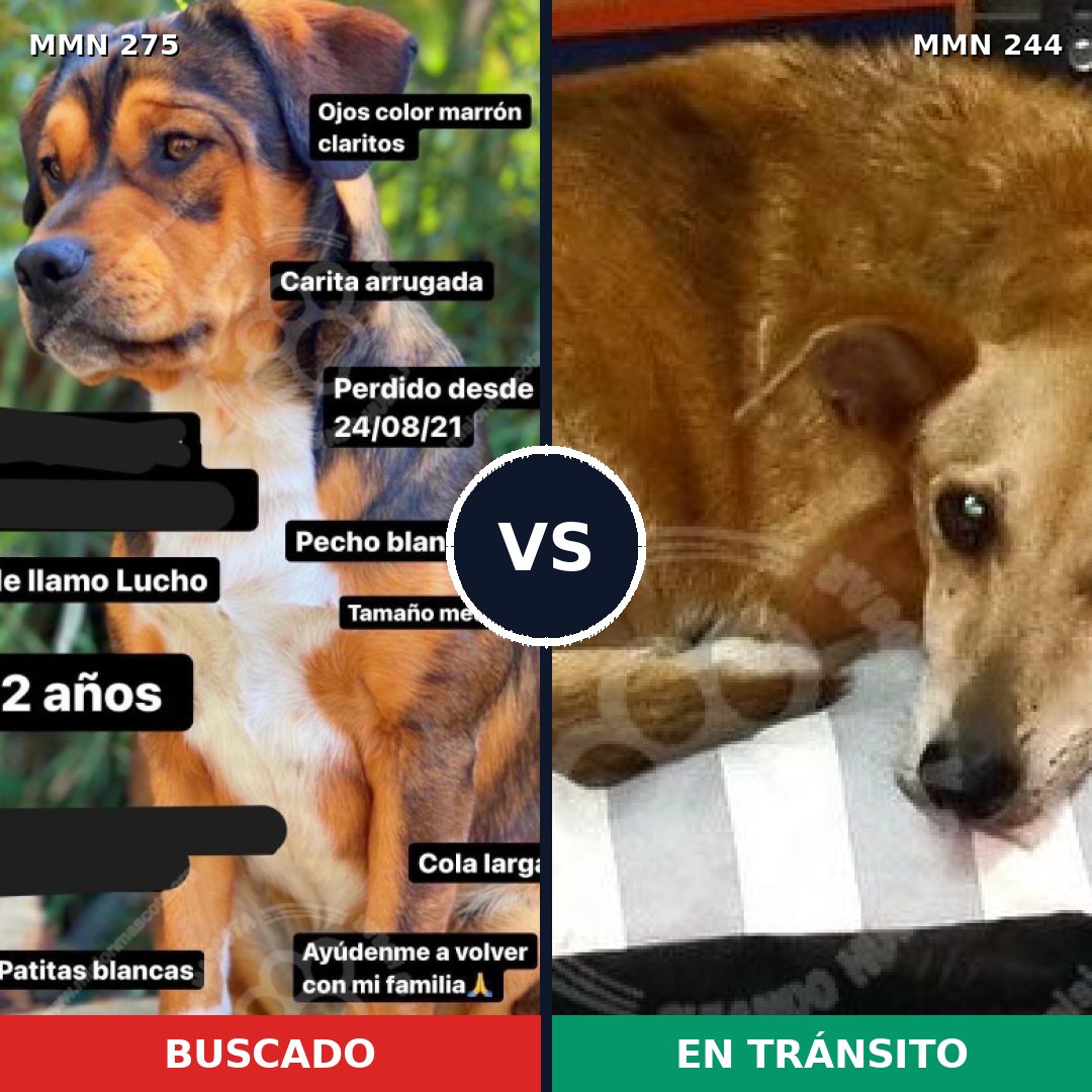 Comparativa MMS 5704: mascota perdida y mascota encontrada, 63% de similitud
