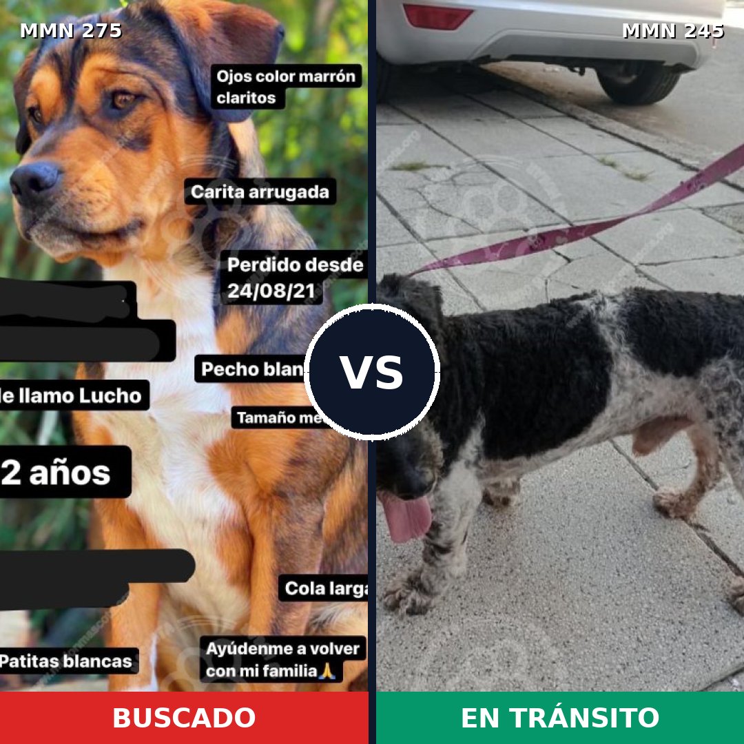 Comparativa MMS 5705: mascota perdida y mascota encontrada, 63% de similitud