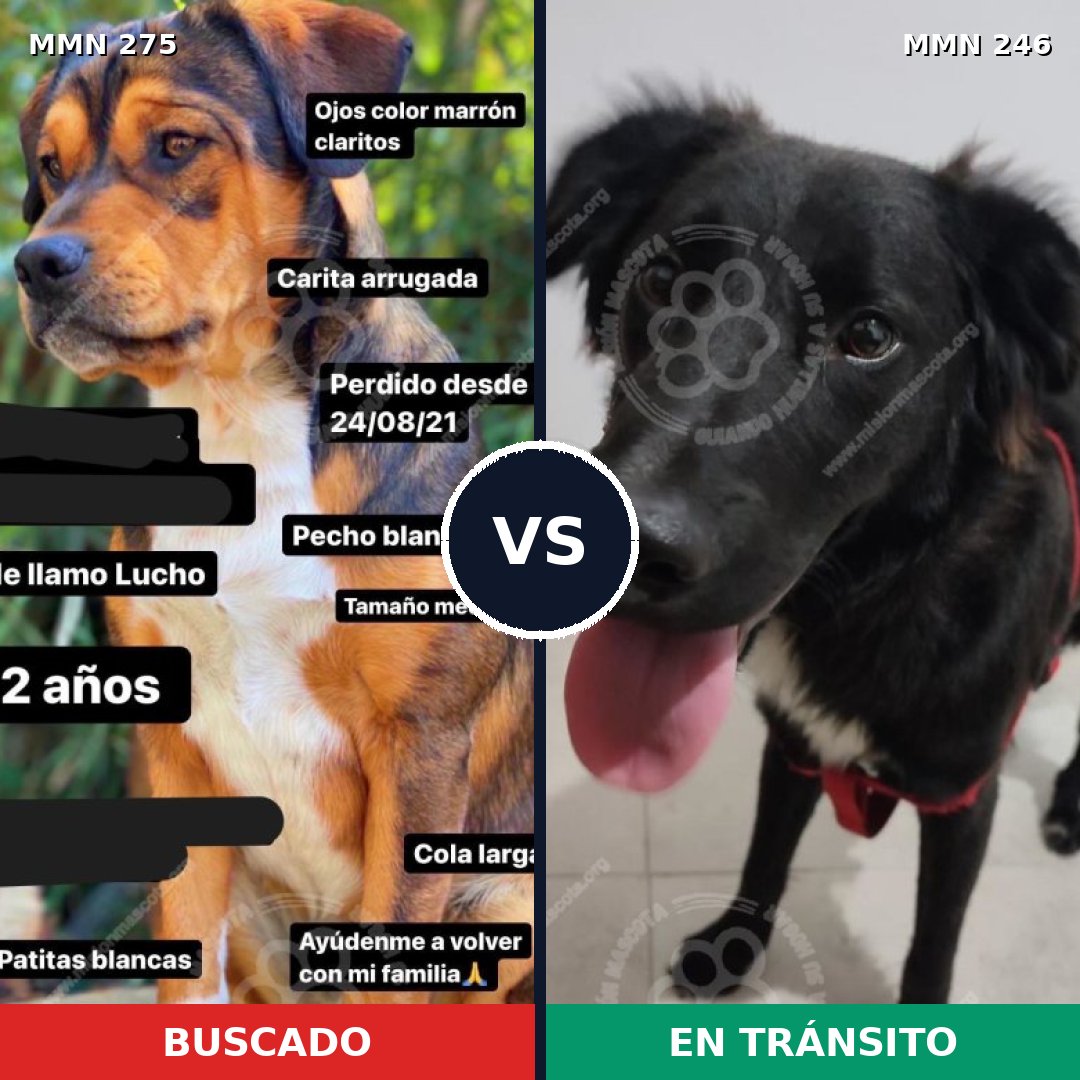 Comparativa MMS 5706: mascota perdida y mascota encontrada, 73% de similitud