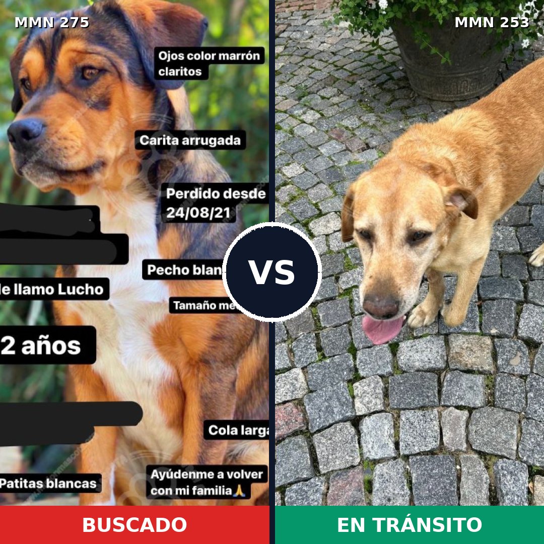 Comparativa MMS 5707: mascota perdida y mascota encontrada, 20% de similitud