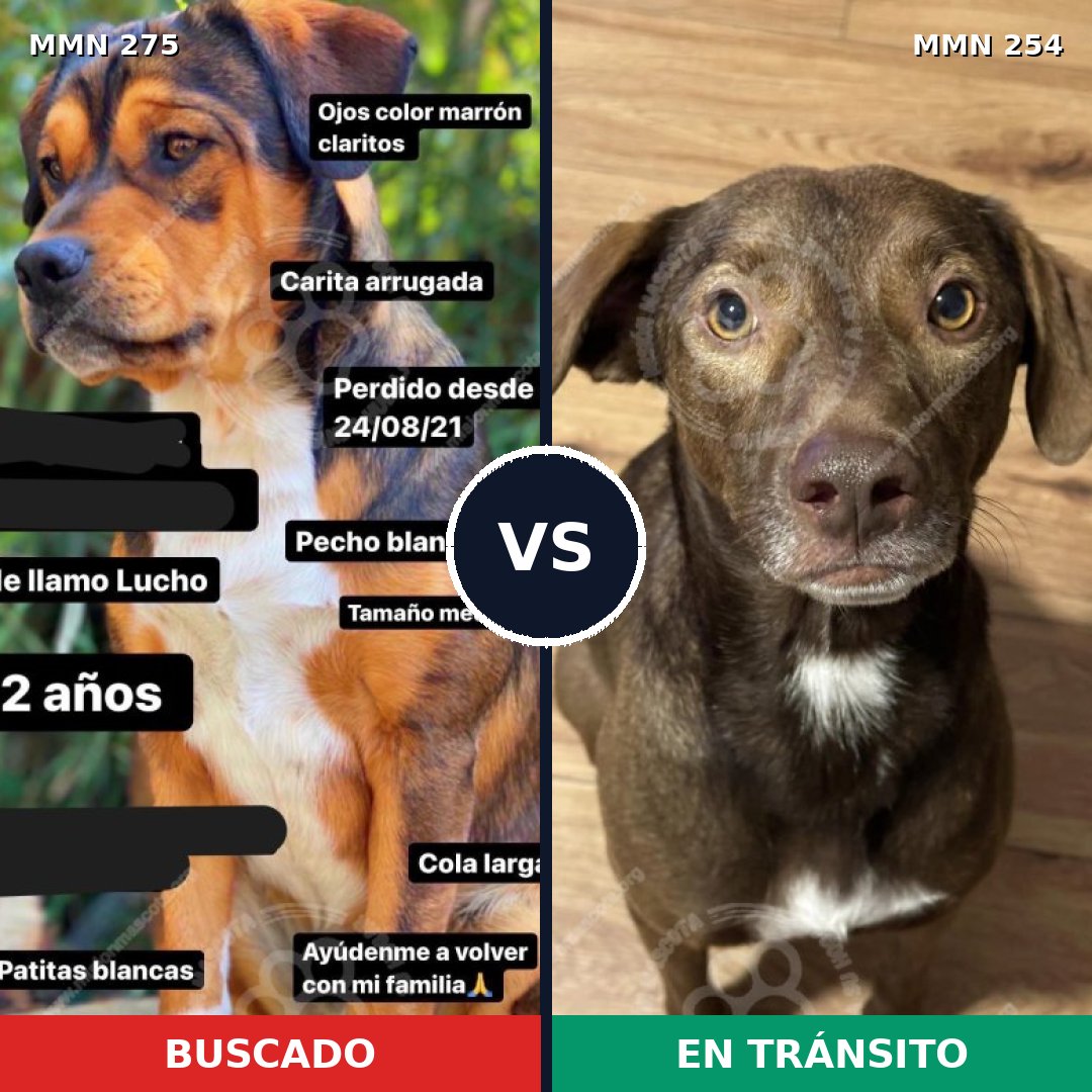 Comparativa MMS 5708: mascota perdida y mascota encontrada, 44% de similitud