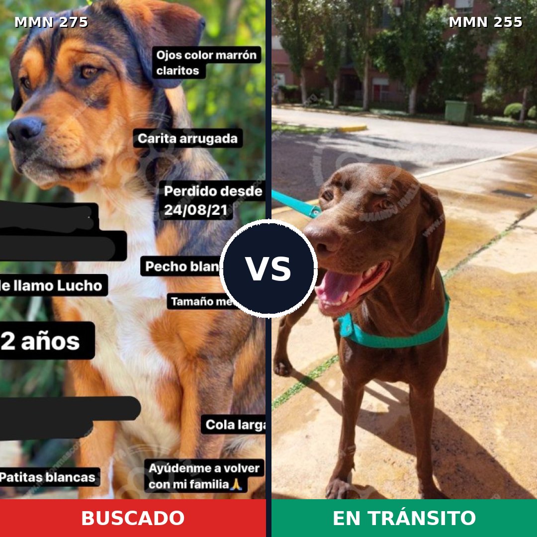 Comparativa MMS 5709: mascota perdida y mascota encontrada, 4% de similitud