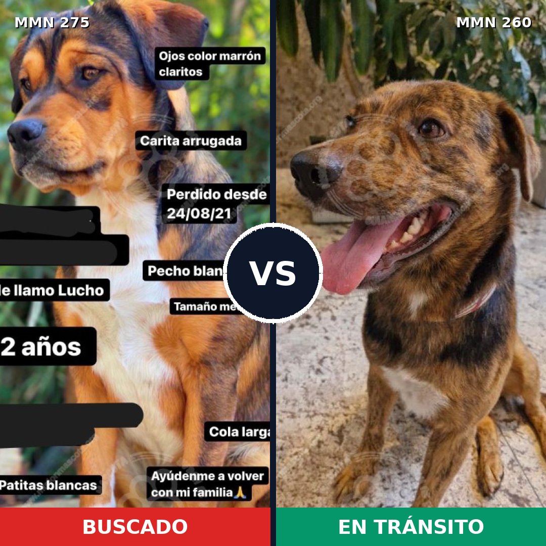 Comparativa MMS 5710: mascota perdida y mascota encontrada, 45% de similitud