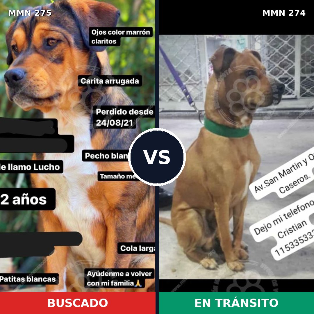 Comparativa MMS 5712: mascota perdida y mascota encontrada, 48% de similitud